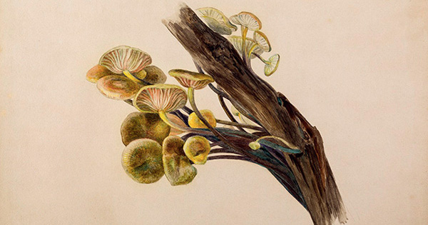 Beatrix Potter, Mycologist: The Beloved Children's Book Author's  Little-Known Scientific Studies and Illustrations of Mushrooms – The  Marginalian