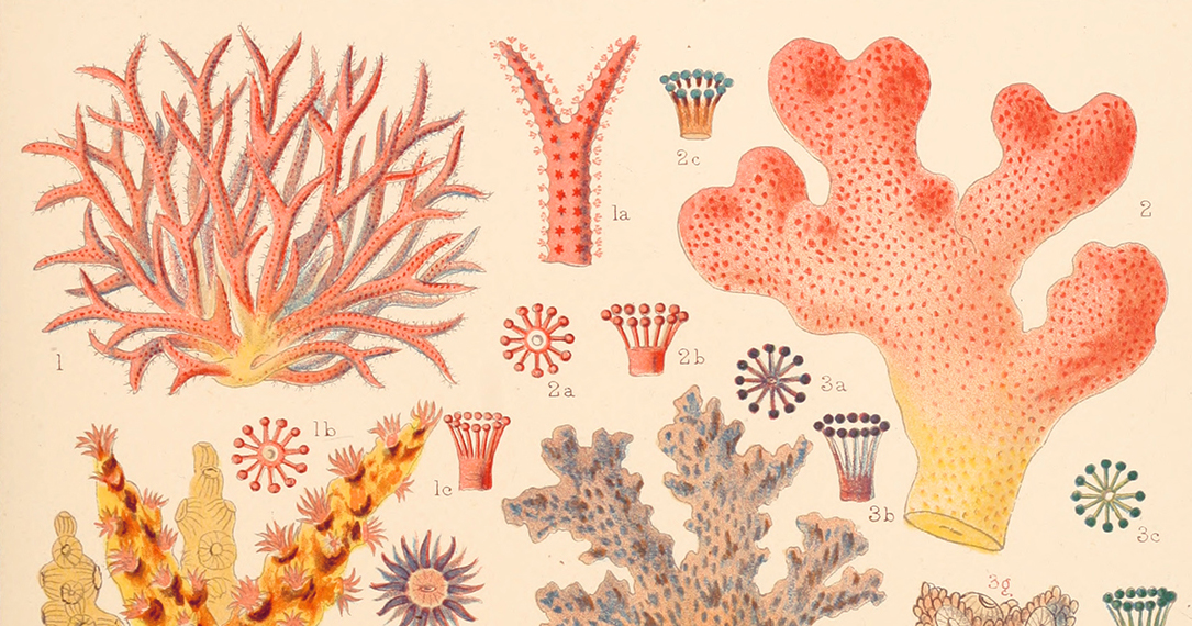 Corals on my mind good Art Print