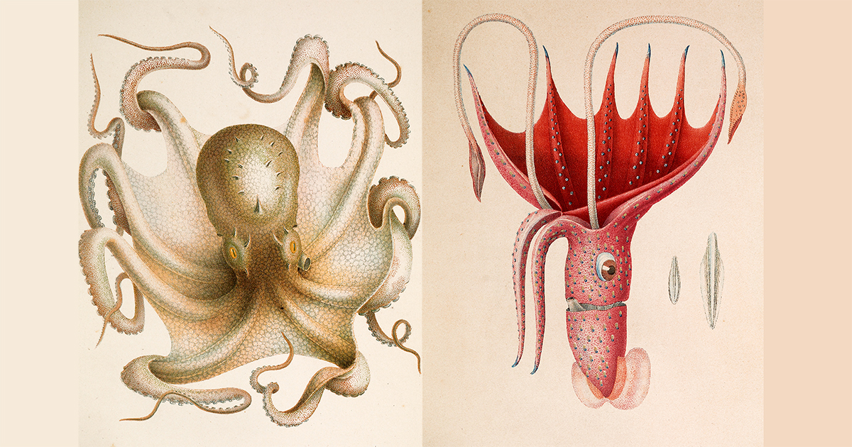 How the Octopus Came to Earth Stunning 19th Century French